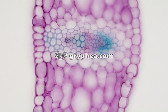 Feuille de Muguet CT x100 - gryphea.com